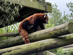 Red Panda