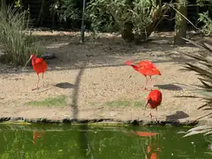 Amazon Zoo3