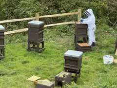 Bee Keeping