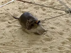 Apopo Rat