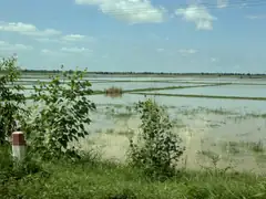 Rice Paddies