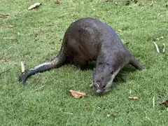 Singapore Otter