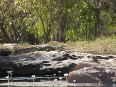 A freshwater crocodile