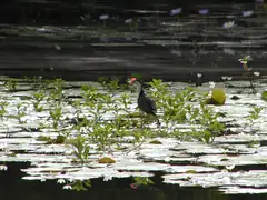 jacana.JPG