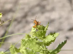 Leichardt's grasshopper