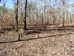 Forest burnt 2-3 weeks ago