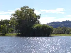 River pandanus