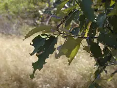 Soapbush nibbled by leaf-cutter bees