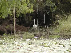 Yellow-billed spoonbill