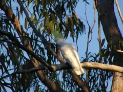 Sulphur-crested cockatoo