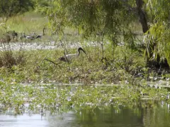 White ibis