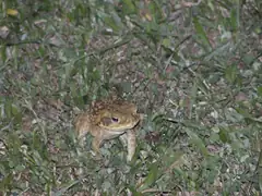 Cane toad
