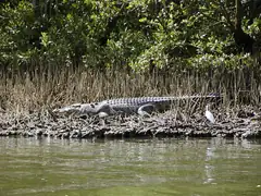 Crocodile