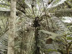 Cycad