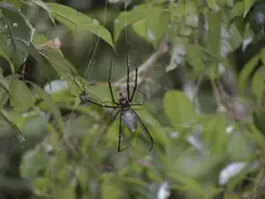 Golden orb spider