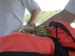 Green tree frogs along for the ride
