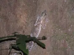 Leaf tailed lizard