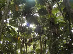 Rainforest canopy