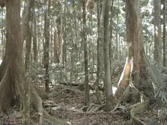 Rainforest floor