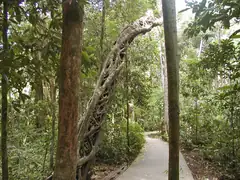 Strangler figs