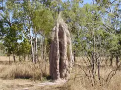 termite_mound.JPG