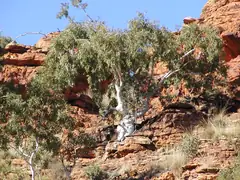 White gum tree