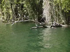 Some cormorants hanging loose