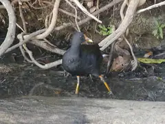 Dusky moorhen