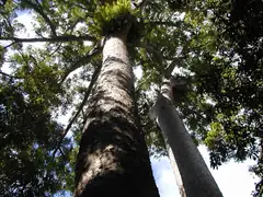 Pair of Kauri pines