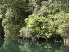 Umbrella tree