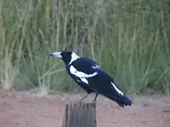 Australian magpie