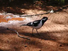 Magpie lark