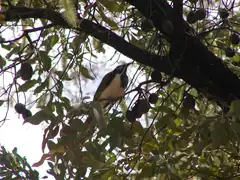 Blue-faced honeyeater