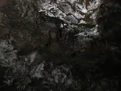 Roots of eucalypts growing through cave roof