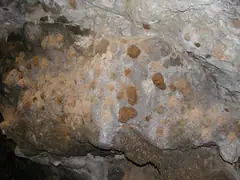 Nests of mud wasps on the cave wall