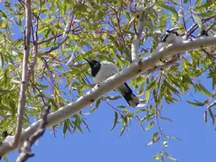 Pied butcher birds