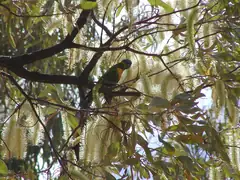Rainbow lorikeet