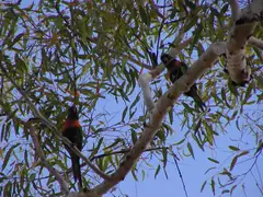Red collared lorikeet