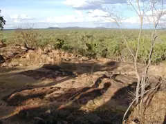 Looking over the eucalypts to the volcanoes whose year-long eruption created the lava tubes