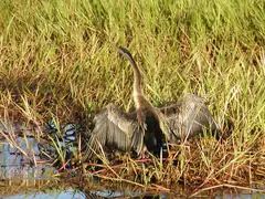 The anhinga drying its wings