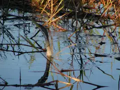 The anhinga with just its neck out of water