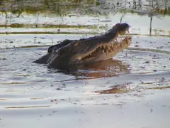 Crocodile with breakfast - they're ungainly eaters