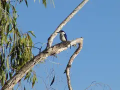 Forest kingfisher