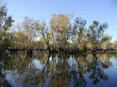 The paper bark forest