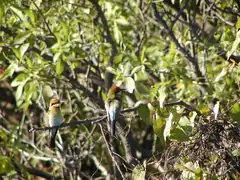 Rainbow bee eaters fly around