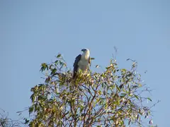 Sea eagle
