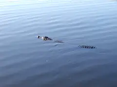 A fearful symmetry of a swimming croc