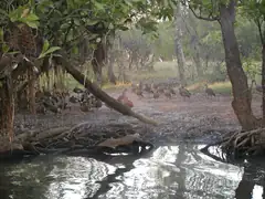 The gregarious whistling ducks