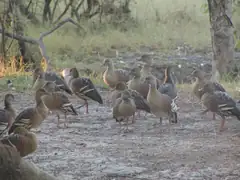 The gregarious whistling ducks in close-up