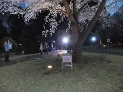 Cherry blossom fever in Tokyo